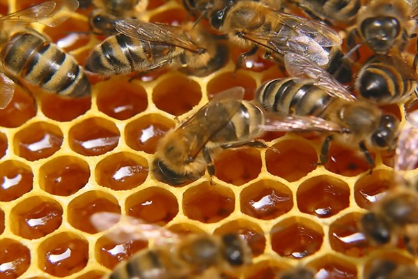 Чему бизнес-лидеры могут поучиться у пчел