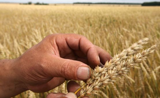 №28: Рынок пшеницы трясет из-за планов Украины ограничить экспорт